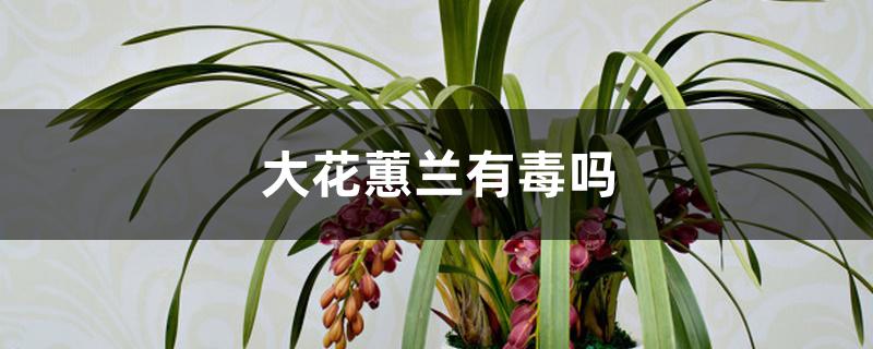 大花蕙兰有毒吗 大花蕙兰有毒吗