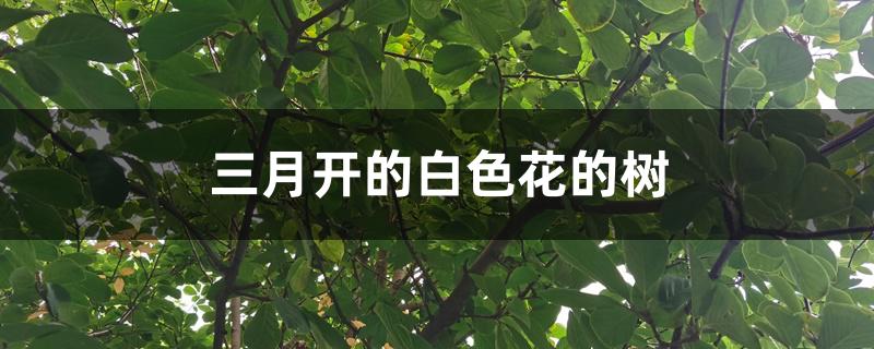 三月开的白色花的树 三月开的白色花的树