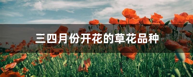 三四月份开花的草花品种 三四月份开花的草花品种