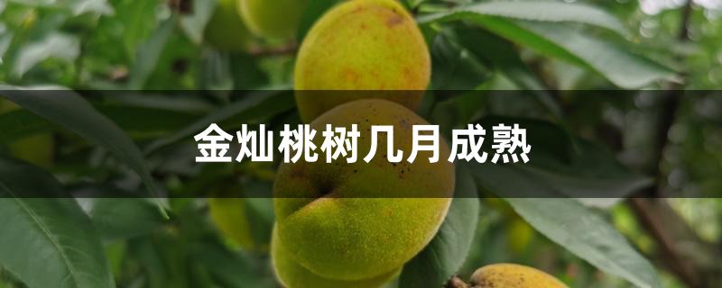 金灿桃树几月成熟 金灿桃树几月成熟