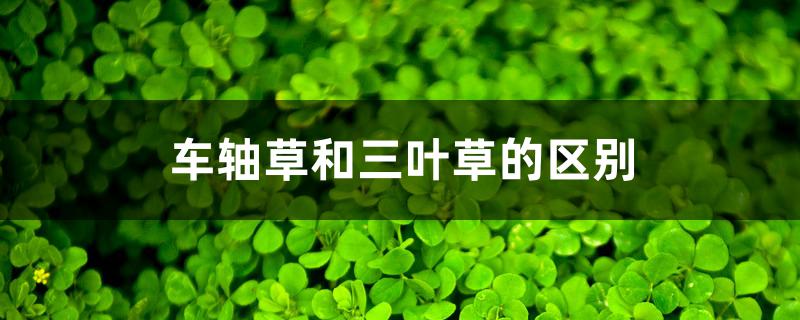 车轴草和三叶草的区别 车轴草和三叶草的区别