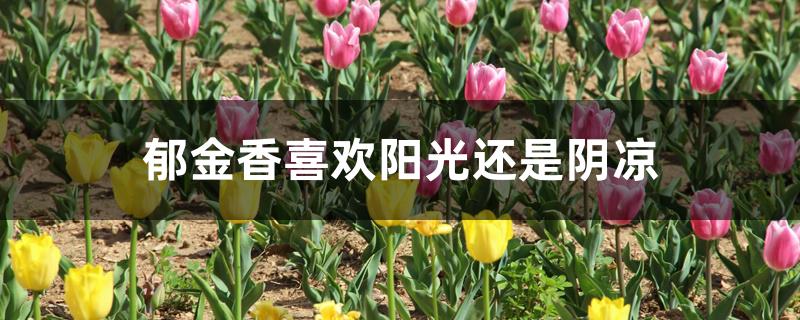 郁金香喜欢阳光还是阴凉 郁金香喜欢阳光还是阴凉