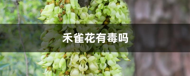 禾雀花有毒吗 禾雀花有毒吗