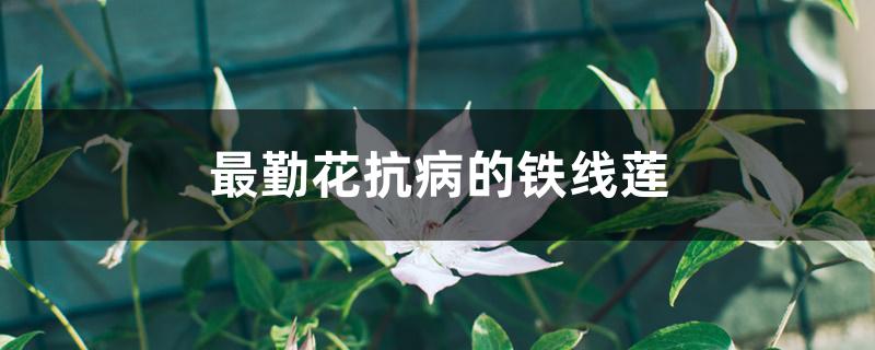 最勤花抗病的铁线莲 最勤花抗病的铁线莲