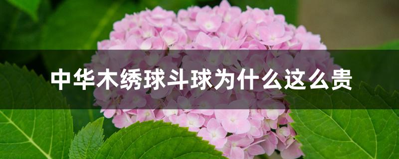中华木绣球斗球为什么这么贵 中华木绣球斗球为什么这么贵