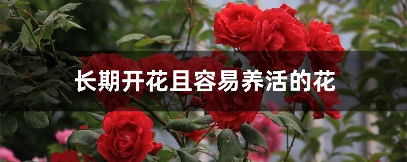 长期开花且容易养活的花 长期开花且容易养活的花