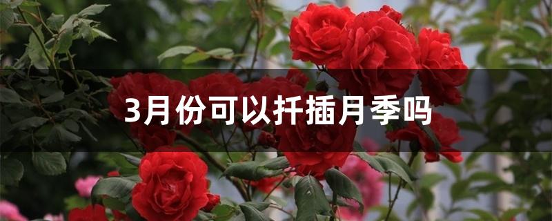3月份可以扦插月季吗 3月份可以扦插月季吗