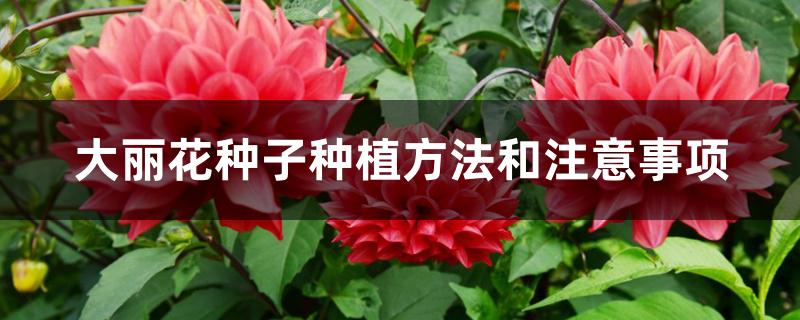 大丽花种子种植方法和注意事项 大丽花种子种植方法和注意事项