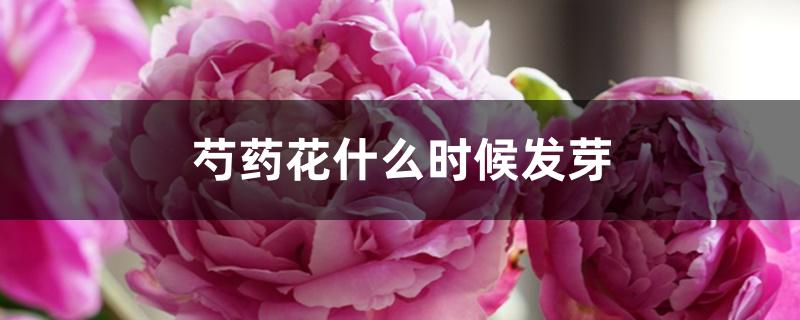 芍药花什么时候发芽 芍药花什么时候发芽