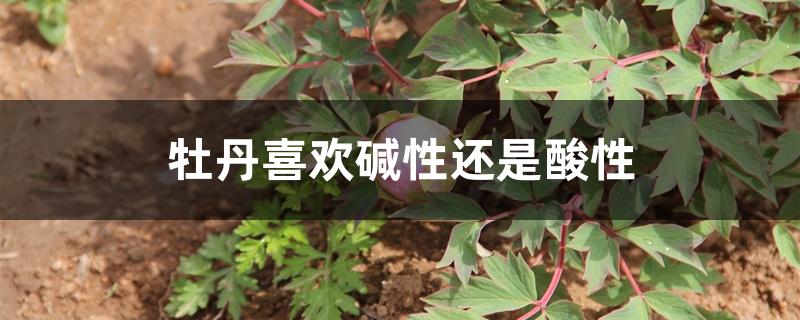 牡丹喜欢碱性还是酸性 牡丹喜欢碱性还是酸性