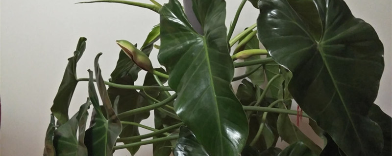 红苞喜林芋的养殖方法和注意事项 红苞喜林芋的养殖方法和注意事项