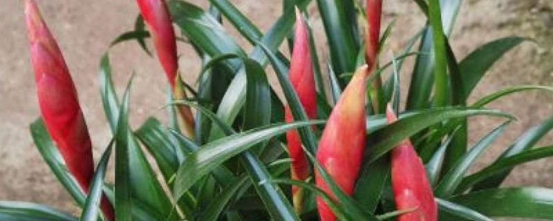 招财手小辣椒养殖方法和注意事项 招财手小辣椒养殖方法和注意事项