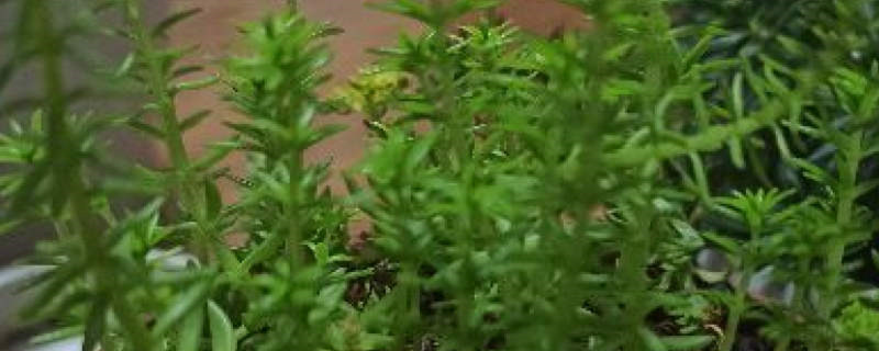 佛甲草的寿命是多长时间 佛甲草的寿命是多长时间