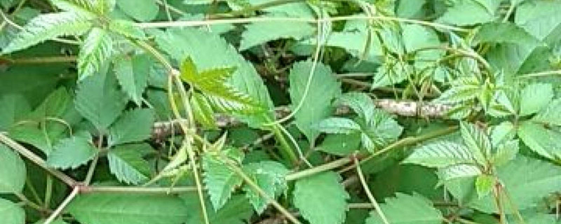 绞股蓝的属性和特征 绞股蓝的属性和特征
