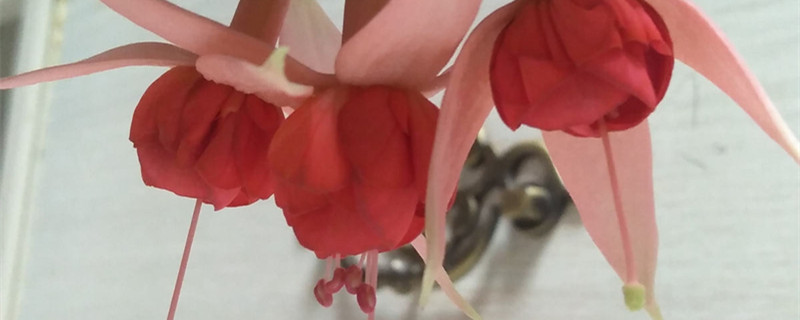 灯笼花掉叶子怎么回事 灯笼花掉叶子怎么回事