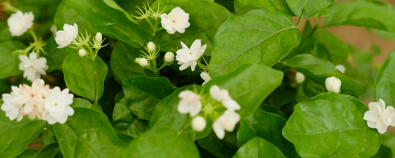开白色花的植物有哪些 开白色花的植物有哪些
