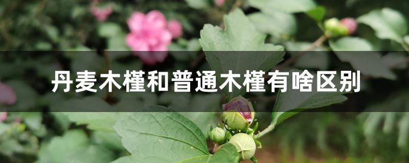 丹麦木槿和普通木槿有啥区别 丹麦木槿和普通木槿有啥区别
