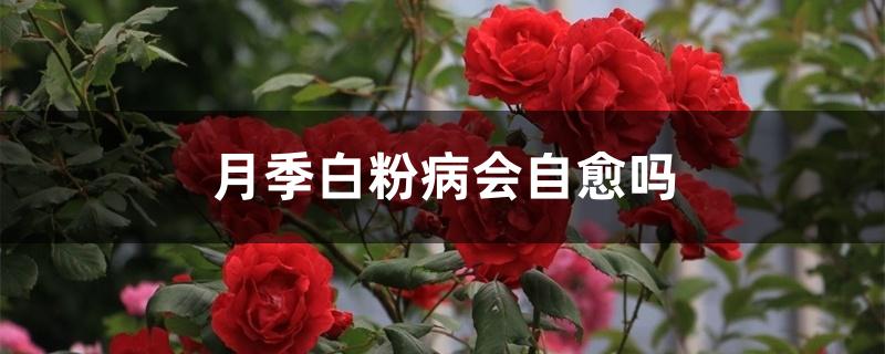 月季白粉病会自愈吗 月季白粉病会自愈吗
