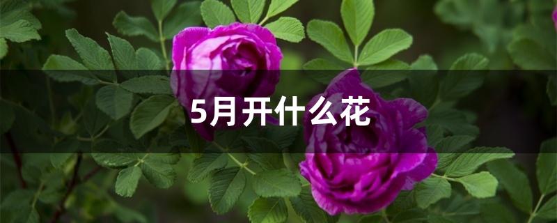 5月开什么花 5月开什么花