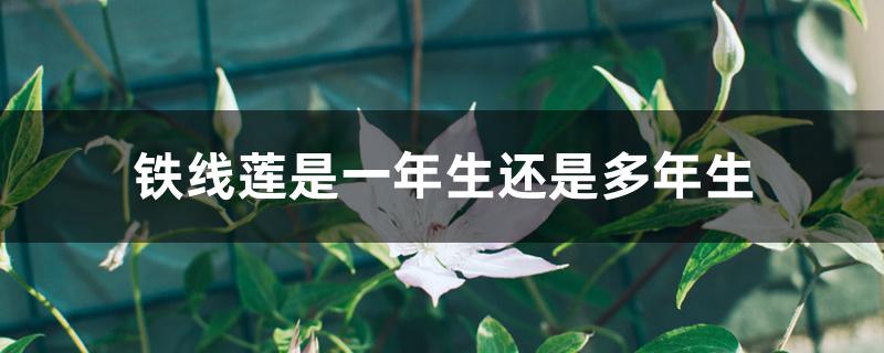 铁线莲是一年生还是多年生 铁线莲是一年生还是多年生