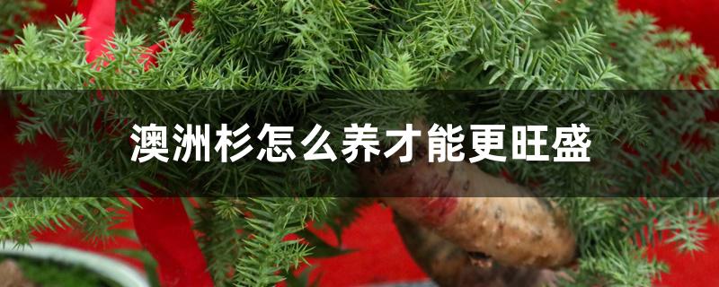 澳洲杉怎么养才能更旺盛 澳洲杉怎么养才能更旺盛