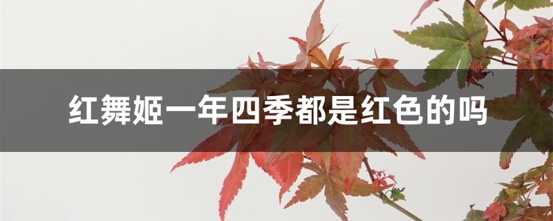 红舞姬一年四季都是红色的吗 红舞姬一年四季都是红色的吗