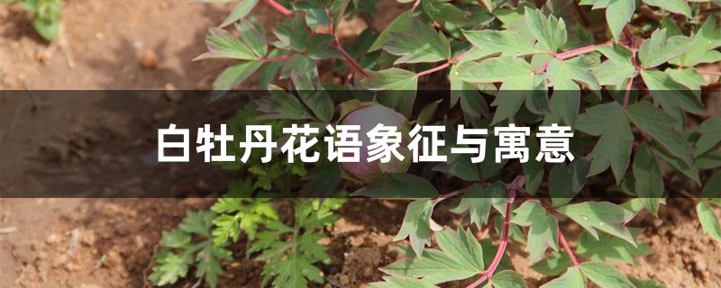 白牡丹花语象征与寓意 白牡丹花语象征与寓意