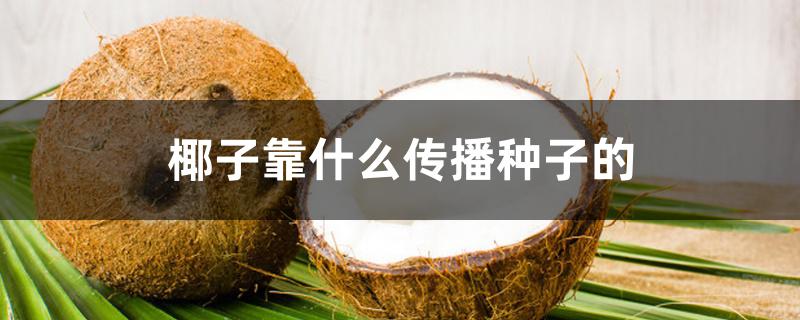 椰子靠什么传播种子的 椰子靠什么传播种子的