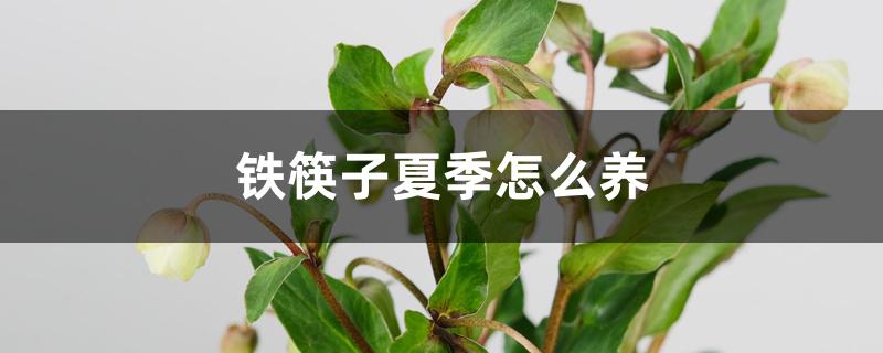铁筷子夏季怎么养 铁筷子夏季怎么养