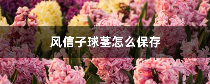 风信子球茎怎么保存 风信子球茎怎么保存
