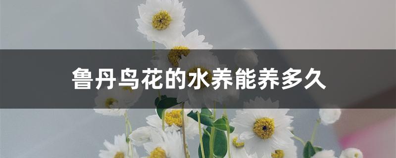 鲁丹鸟花的水养能养多久 鲁丹鸟花的水养能养多久