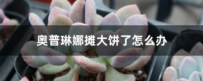 奥普琳娜摊大饼了怎么办 奥普琳娜摊大饼了怎么办