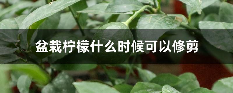 盆栽柠檬什么时候可以修剪 盆栽柠檬什么时候可以修剪