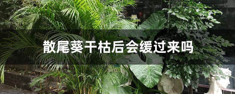 散尾葵干枯后会缓过来吗 散尾葵干枯后会缓过来吗