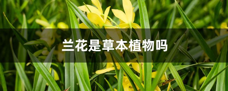 兰花是草本植物吗 兰花是草本植物吗