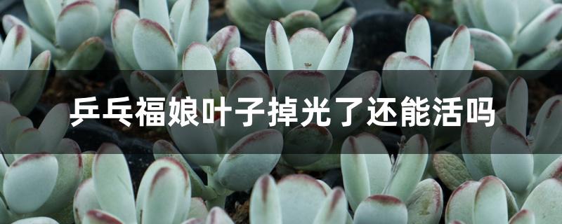 乒乓福娘叶子掉光了还能活吗 乒乓福娘叶子掉光了还能活吗