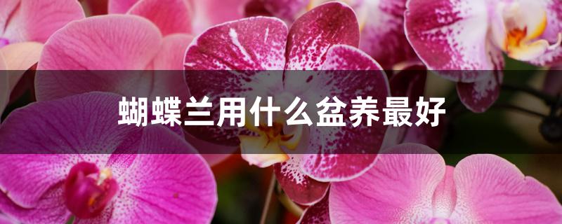 蝴蝶兰用什么盆养最好 蝴蝶兰用什么盆养最好