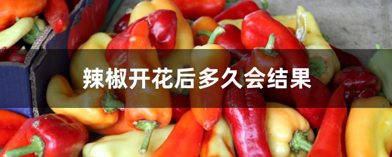 辣椒开花后多久会结果 辣椒开花后多久会结果