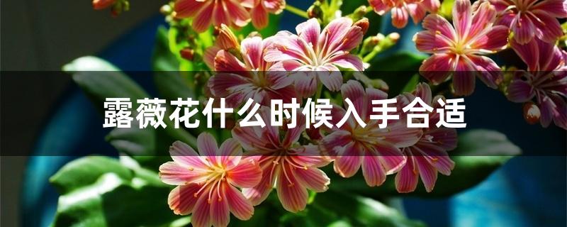 露薇花什么时候入手合适 露薇花什么时候入手合适