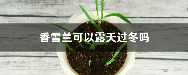 香雪兰可以露天过冬吗 香雪兰可以露天过冬吗