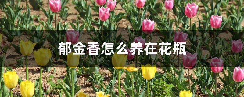 郁金香怎么养在花瓶 郁金香怎么养在花瓶