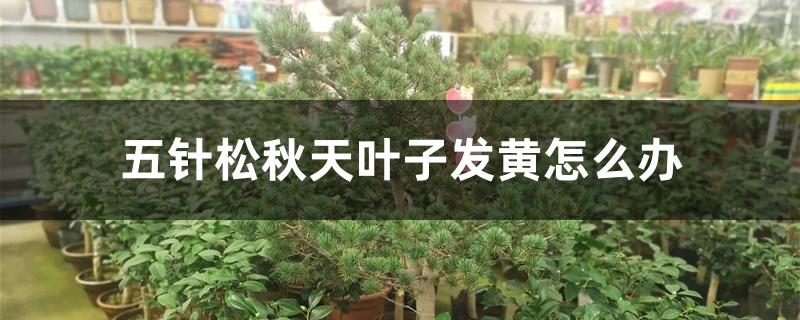 五针松秋天叶子发黄怎么办 五针松秋天叶子发黄怎么办