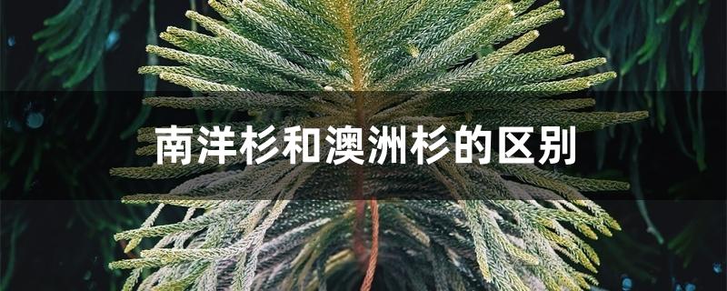南洋杉和澳洲杉的区别 南洋杉和澳洲杉的区别