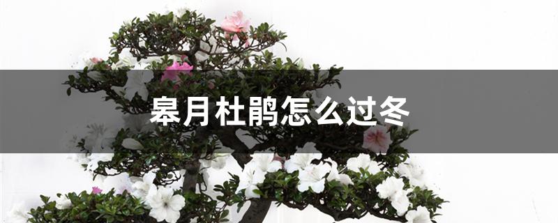皋月杜鹃怎么过冬 皋月杜鹃怎么过冬