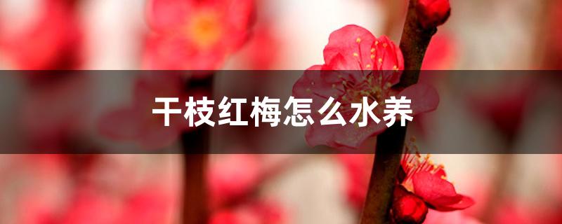 干枝红梅怎么水养 干枝红梅怎么水养
