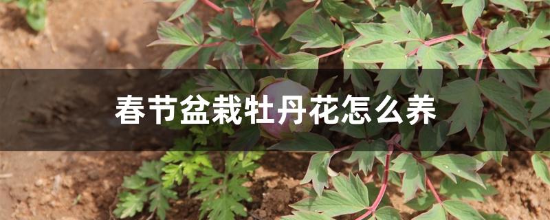 春节盆栽牡丹花怎么养 春节盆栽牡丹花怎么养