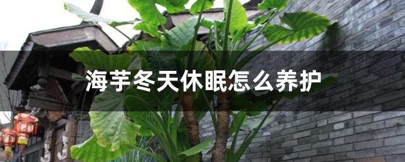 海芋冬天休眠怎么养护 海芋冬天休眠怎么养护