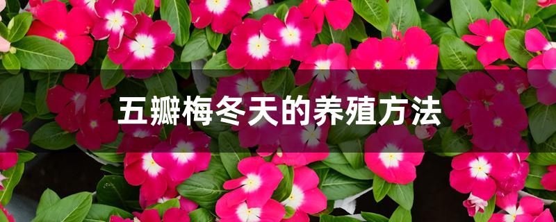 五瓣梅冬天的养殖方法 五瓣梅冬天的养殖方法