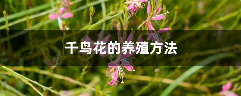 千鸟花的养殖方法 千鸟花的养殖方法