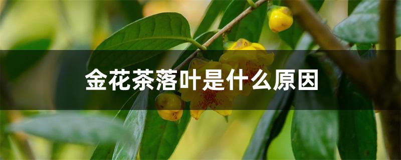 金花茶落叶是什么原因 金花茶落叶是什么原因